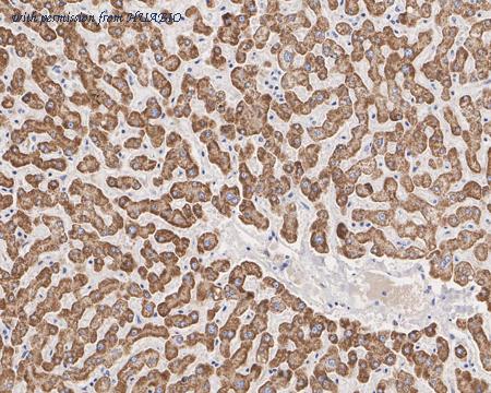 HUABIO HA750834 image 3