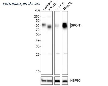 HUABIO HA750837 image 1