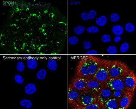 HUABIO HA750837 image 3