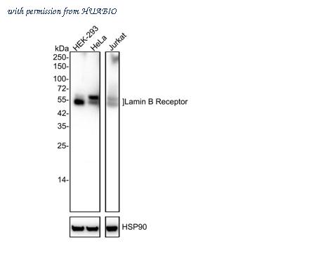 HUABIO HA750848 image 1