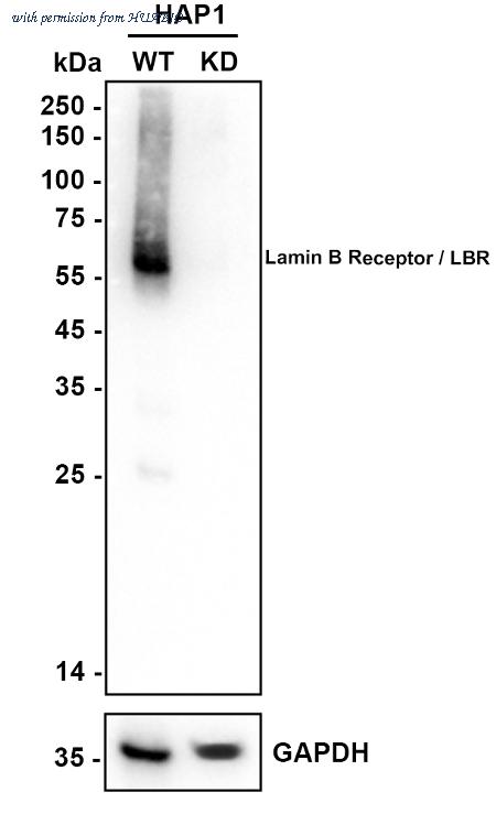 HUABIO HA750848 image 2