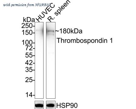 HUABIO HA750852 image 2