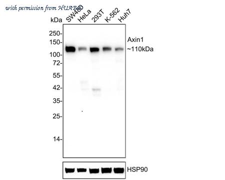 HUABIO HA750855 image 1