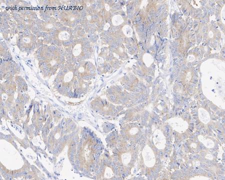 HUABIO HA750855 image 3