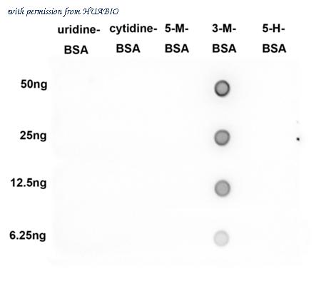 HUABIO HA750862 image 2