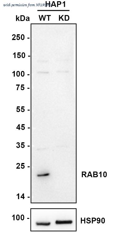 HUABIO HA750864 image 2