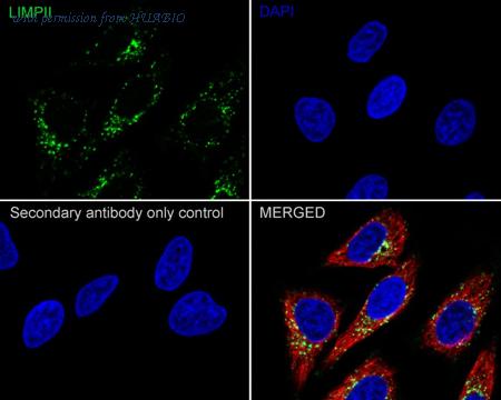 HUABIO HA750865 image 2