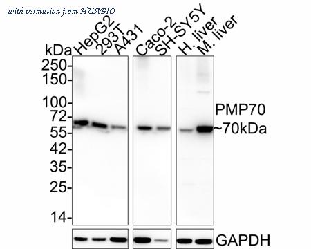 HUABIO HA750867 image 1