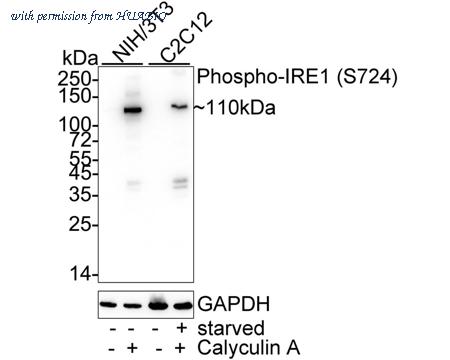 HUABIO HA750869 image 2