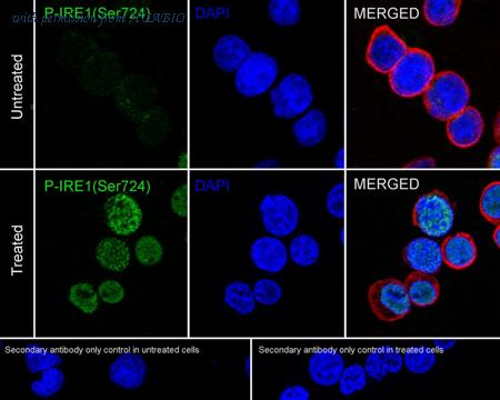 HUABIO HA750869 image 3