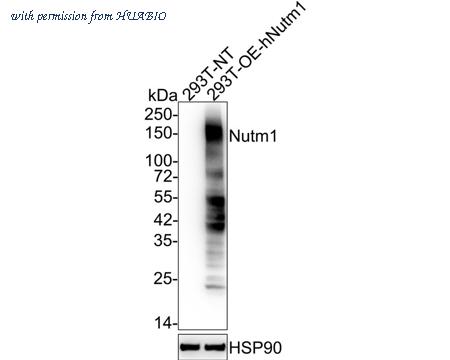 HUABIO HA750870 image 1