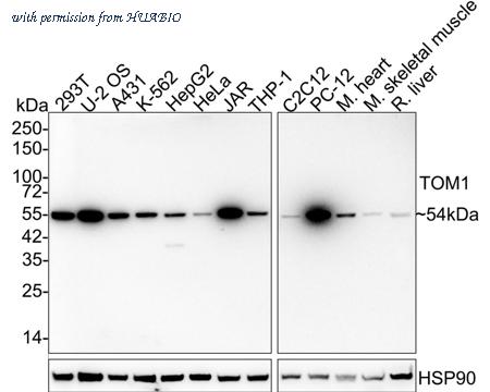 HUABIO HA750872 image 1