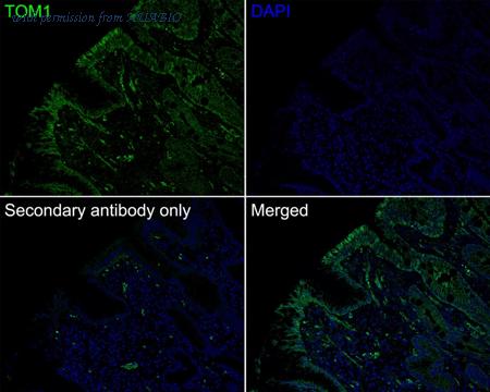 HUABIO HA750872 image 2