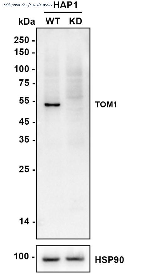 HUABIO HA750872 image 3