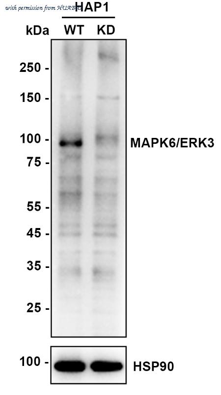 HUABIO HA750873 image 2