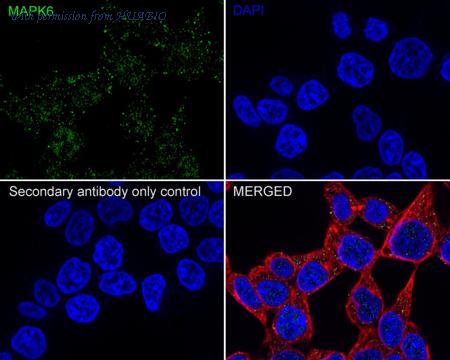 HUABIO HA750873 image 3