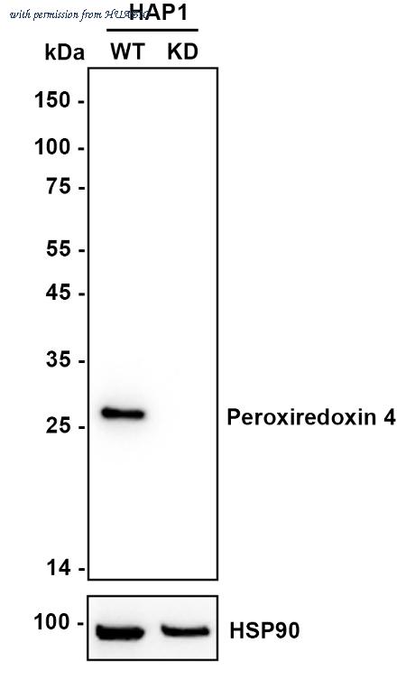 HUABIO HA750874 image 2