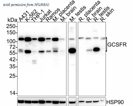 HUABIO HA750878 image 1