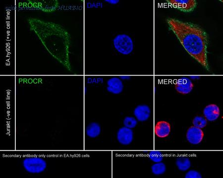 HUABIO HA750884 image 2