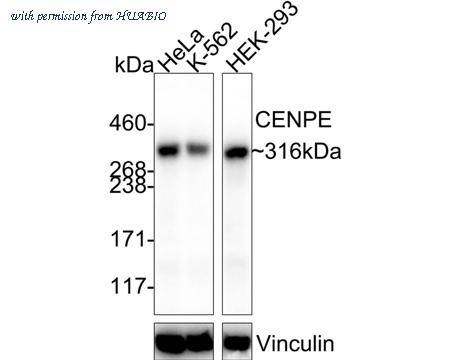 HUABIO HA750888 image 1