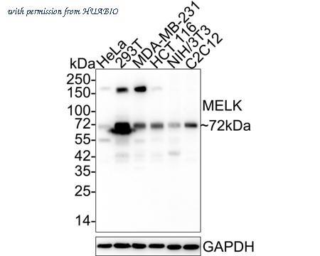 HUABIO HA750889 image 1