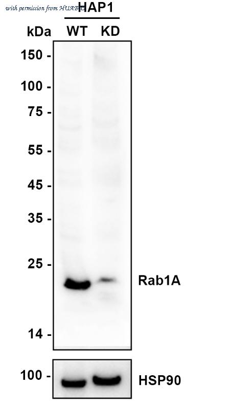 HUABIO HA750896 image 3