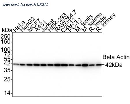 HUABIO HA750898 image 1