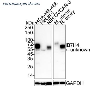 HUABIO HA750899 image 1