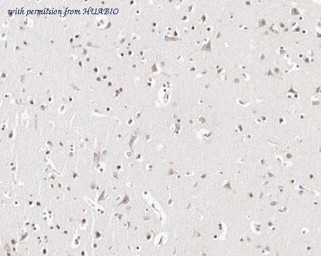 HUABIO HA750902 image 3