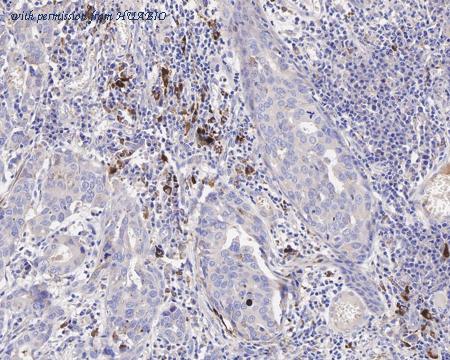 HUABIO HA750903 image 3