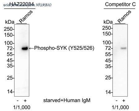 HUABIO HA750904 image 1