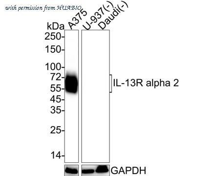 HUABIO HA750910 image 1