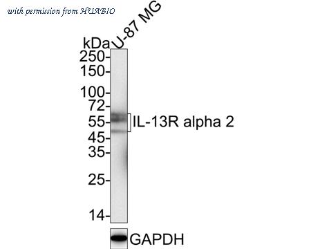 HUABIO HA750910 image 2