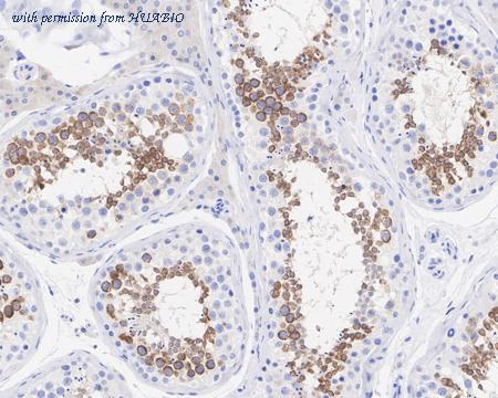 HUABIO HA750910 image 3