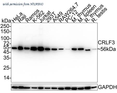 HUABIO HA750913 image 1