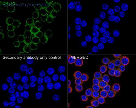 HUABIO HA750913 image 2