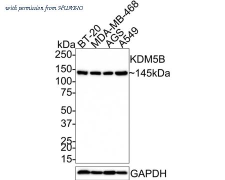 HUABIO HA750922 image 1