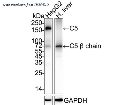 HUABIO HA750924 image 1