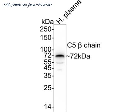 HUABIO HA750924 image 2