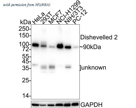 HUABIO HA750930 image 1