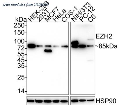 HUABIO HA750937 image 1