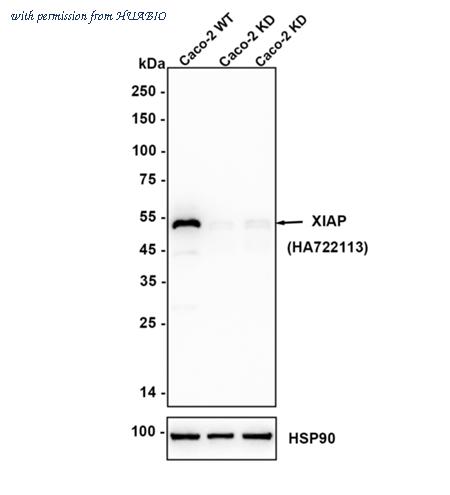 HUABIO HA750939 image 2