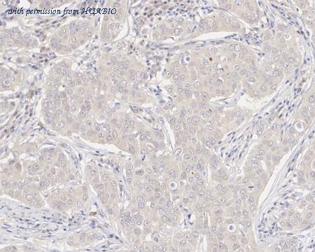 HUABIO HA750939 image 3