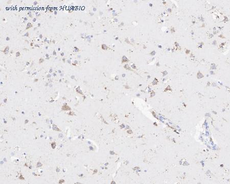 HUABIO HA750941 image 2