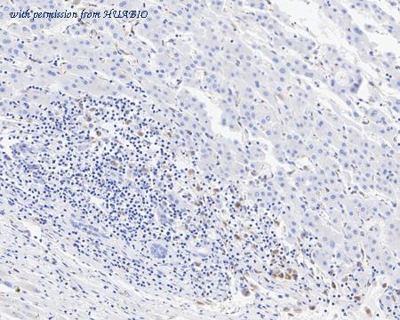 HUABIO HA750941 image 3