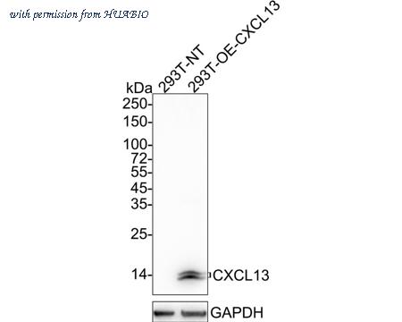 HUABIO HA750943 image 1