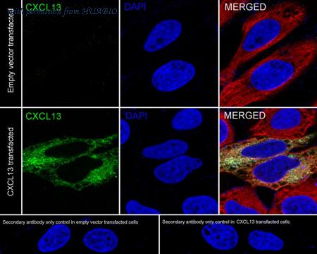 HUABIO HA750943 image 2