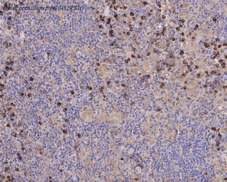 HUABIO HA750945 image 3