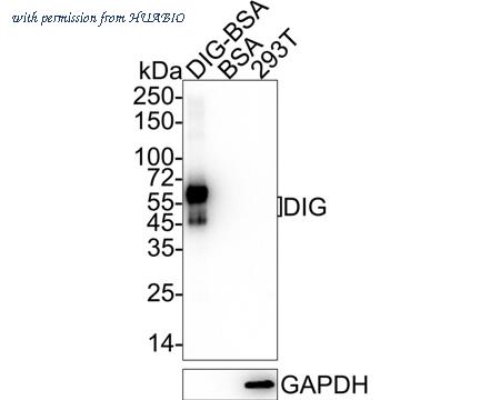 HUABIO HA750948 image 1