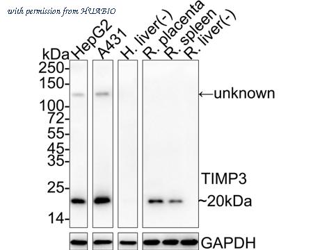 HUABIO HA750950 image 1